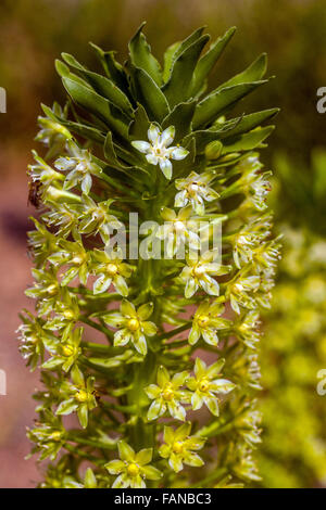 Pallidiflora eucomis Pole-Evansii, riesige Ananas Lily Blumen Stockfoto