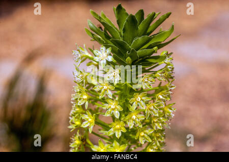 Pallidiflora eucomis Pole-Evansii, riesige Ananas Lily Blumen Stockfoto