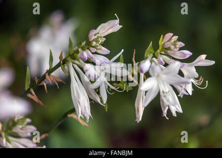 Hosta Blooming, Pflanzen für schattige Teile des Gartens Stockfoto