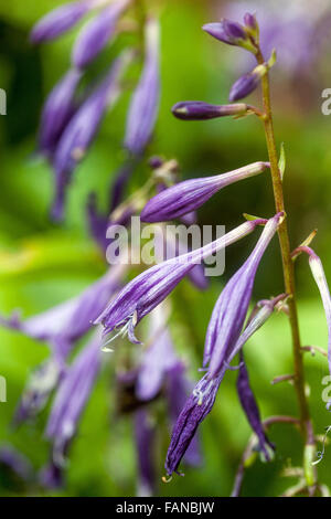 Hosta, Blüte, Pflanze für schattige Teile des Gartens Stockfoto