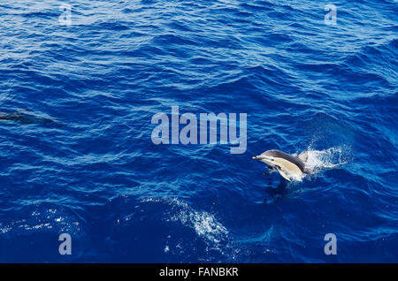 Delfin aus dem Meer Stockfoto