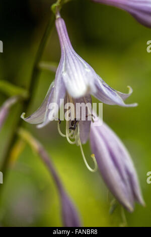 Hosta Blumen, Pflanzen für einen schattigen Teile des Gartens Stockfoto