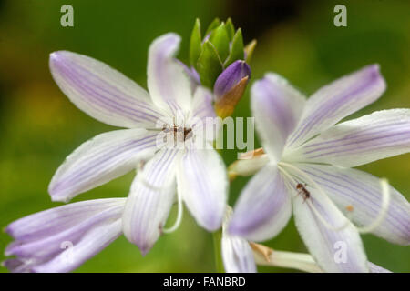 Hosta, Blüte, Pflanze für schattige Teile des Gartens Stockfoto