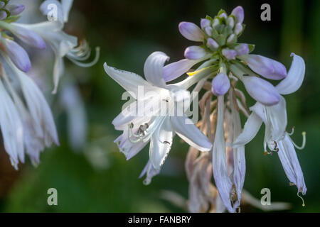 Hosta Blooming, Pflanzen für schattige Teile des Gartens Stockfoto