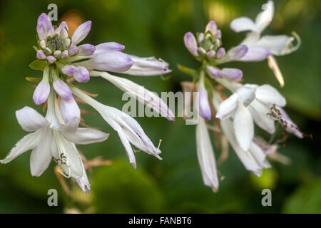 Hosta, Blüte, Pflanze für schattige Teile des Gartens Stockfoto