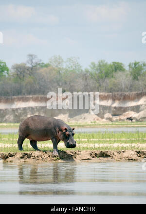 Nilpferd aus Wasser Tansania Ostafrika Stockfoto