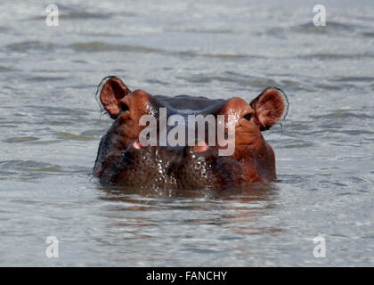 Nilpferd Kopf aufgetaucht aus Wasser Tansania Ostafrika Stockfoto