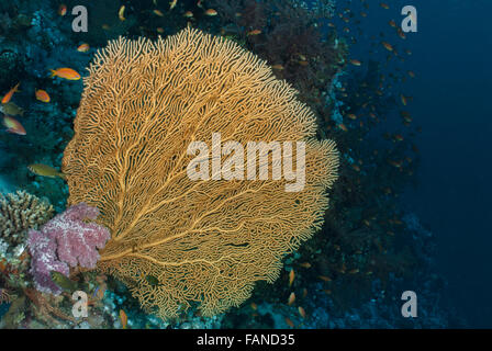 Riesige Gorgonien, Annella Mollis, Subergorgiidae, Sharm el-Sheikh, Rotes Meer, Ägypten Stockfoto