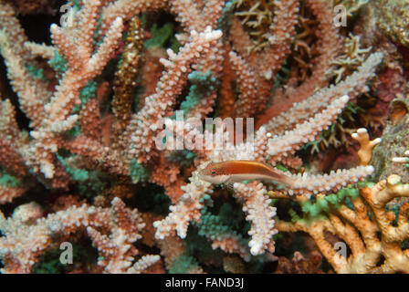 Sommersprossiges Hawkfish, Paracirrhites Forsteri, Cirrhitidae, auf Acropora Nobilis, Acroporidae, Sharm el Sheikh, Rotes Meer, Ägypten Stockfoto