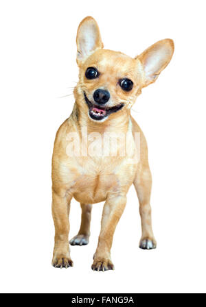 Russkiy Toy Terrier lächelnd. Isoliert auf weiß Stockfoto