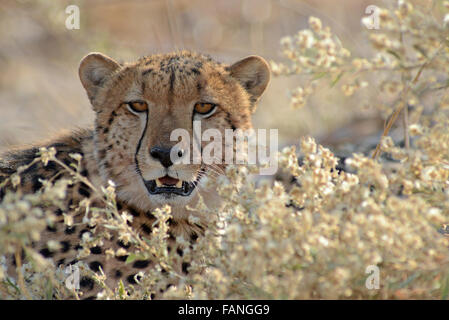 Porträt einer schönen männlichen Geparden (Acinonyx jubatus) am Nachmittag, Sonnenlicht im Moremi NP (Schwarz Pools, Botswana Stockfoto