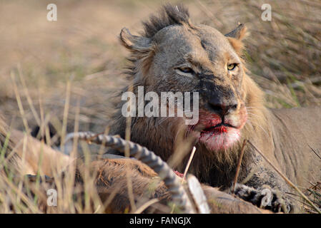 Ein männlicher Löwe mit einem roten Letschwe Kill. Stockfoto