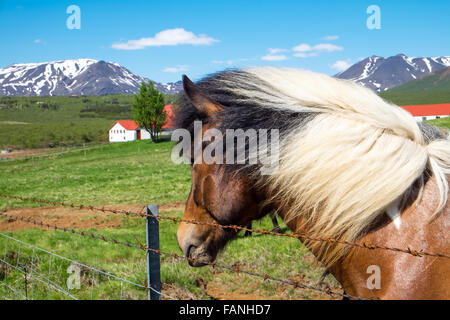 Ein Islandpferd gesehen auf einer Farm in Island Stockfoto