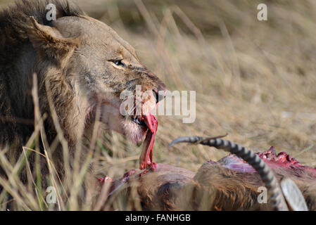 Ein männlicher Löwe (Panthera leo) mit einem roten Letschwe töten ich morgen Sonnenlicht im Moremi National Park (khwai), Botswana. Stockfoto