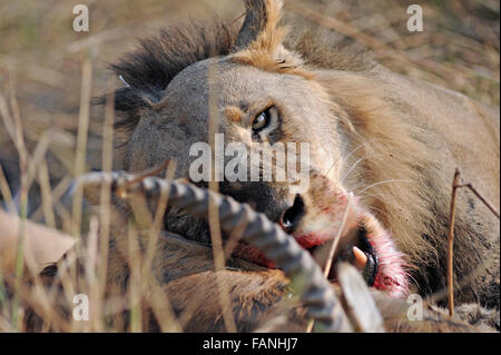 Ein männlicher Löwe mit einem roten Letschwe Kill. Stockfoto