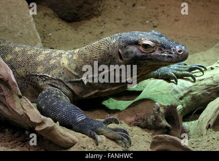 Nahaufnahme der Komodo-Waran (Varanus Komodoensis), aka indonesischen Komodo überwachen Eidechse, größte Echse der Welt Stockfoto