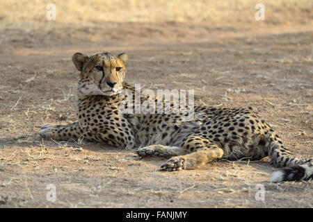 Gepard (Acinonyx Jubatus), Cheetah Conservation Fund, in der Nähe von Otjiwarongo, Namibia Stockfoto