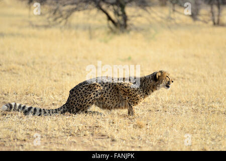 Gepard (Acinonyx Jubatus), Cheetah Conservation Fund, in der Nähe von Otjiwarongo, Namibia Stockfoto