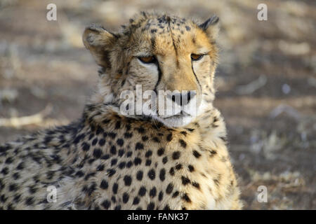 Gepard (Acinonyx Jubatus), Cheetah Conservation Fund, in der Nähe von Otjiwarongo, Namibia Stockfoto