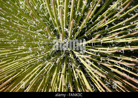 Nahaufnahme von Agave Stricta mit grünen stacheligen dornigen Blättern und weißen Spiralen Stockfoto