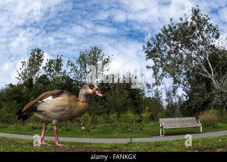 Nilgans (Alopochen Aegyptiaca) zu Fuß in den Park Burgess Park, London, England, Großbritannien, Vereinigtes Königreich, Europa Stockfoto