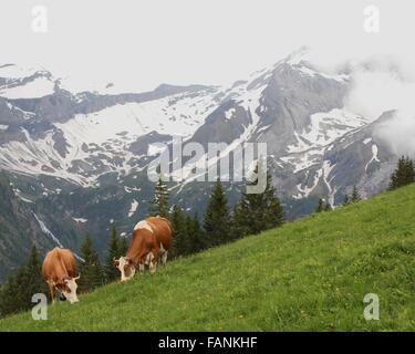 Weidende Kühe in den Schweizer Alpen Stockfoto