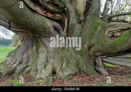 Cowdray Koloss, Sweet Chestnut Tree [Castanea Sativa]. Größte Edelkastanie Baum in England. Sussex, UK. 300 bis 400 Jahre Stockfoto