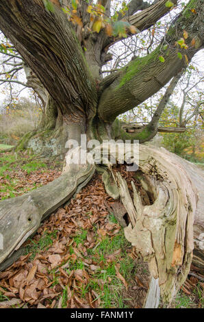 Cowdray Koloss, Sweet Chestnut Tree [Castanea Sativa]. Größte Edelkastanie Baum in England. Sussex, UK. 300 bis 400 Jahre Stockfoto
