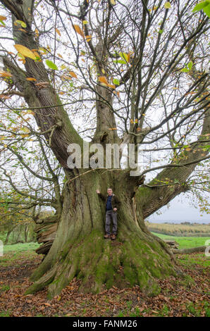 Cowdray Koloss, Sweet Chestnut Tree [Castanea Sativa]. Größte Edelkastanie Baum in England. Sussex, UK. 300 bis 400 Jahre Stockfoto