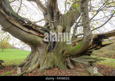 Cowdray Koloss, Sweet Chestnut Tree [Castanea Sativa]. Größte Edelkastanie Baum in England. Sussex, UK. 300 bis 400 Jahre Stockfoto