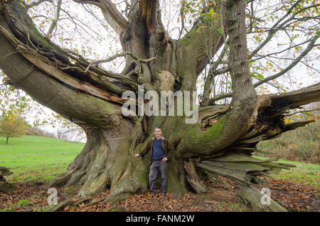 Cowdray Koloss, Sweet Chestnut Tree [Castanea Sativa]. Größte Edelkastanie Baum in England. Sussex, UK. 300 bis 400 Jahre Stockfoto