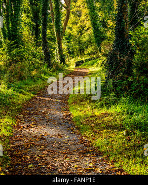 Ein Forstweg schlängelt sich durch Bäume in der Herbstsonne in der Nähe der Ostküste Irlands Norden. In der Nähe von Crawfordsburn genommen. Stockfoto