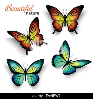 Realistische Schmetterlinge grün und orange Stock Vektor