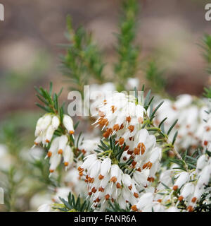 Heidekraut - Erica 30 Stockfoto