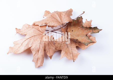 trockenen Ahornblätter auf weißem Hintergrund Stockfoto