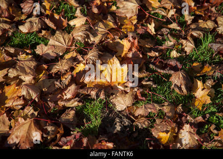 Im Herbst Laub auf dem Boden Stockfoto