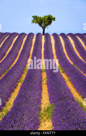 Lavendel-Feld und Olivenbaum in Valensole an einem warmen Sommernachmittag. Südalpen (Alpes de Haute Provence), Südfrankreich. Stockfoto