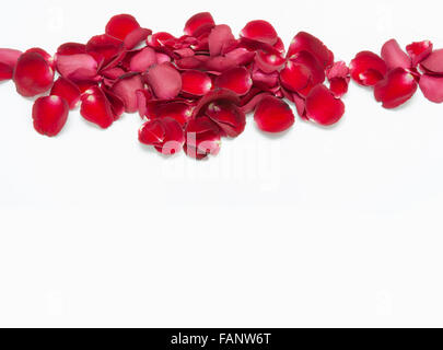 Rote Rosenblüten auf weißem Hintergrund Stockfoto