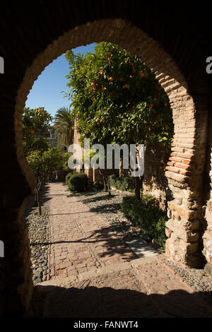 Römische Amphitheater und die Alcazaba in Malaga, Andalusien, Spanien, Europa. Stockfoto