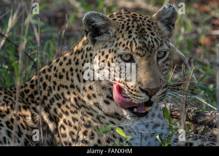 Leopard (Panthera Pardus), Weiblich, Porträt, liegen, Gras, Sabi Sands Game Reserve, Mpumalanga, Südafrika Stockfoto