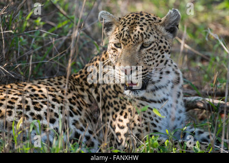 Leopard (Panthera Pardus), Weiblich, Porträt, liegen, Gras, Sabi Sands Game Reserve, Mpumalanga, Südafrika Stockfoto