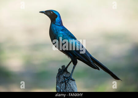 Burchell Starling (Glanzstare Australis), Sabi Sands Game Reserve, Mpumalanga, Südafrika Stockfoto
