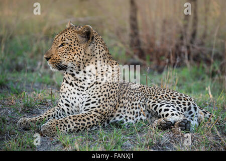 Leopard (Panthera Pardus) männlich, Sabie Sands Game Reserve, Sabi Sabi Bush Lodge, Südafrika, RSA Stockfoto