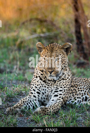 Leopard (Panthera Pardus) männlich, Sabie Sands Game Reserve, Sabi Sabi Bush Lodge, Südafrika, RSA Stockfoto