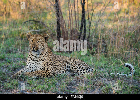 Leopard (Panthera Pardus) männlich, Sabie Sands Game Reserve, Sabi Sabi Bush Lodge, Südafrika, RSA Stockfoto