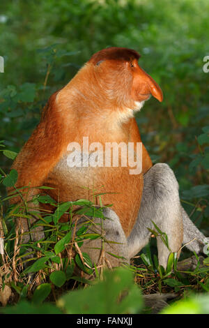 Nasenaffe (Nasalis Larvatus), männliche sitzen im Regenwald, Bako Nationalpark, Sarawak, Borneo, Malaysia Stockfoto