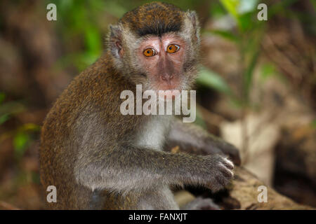 Krabbe-Essen Makaken (Macaca Fascicularis), jung, Bako Nationalpark, Sarawak, Borneo, Malaysia Stockfoto