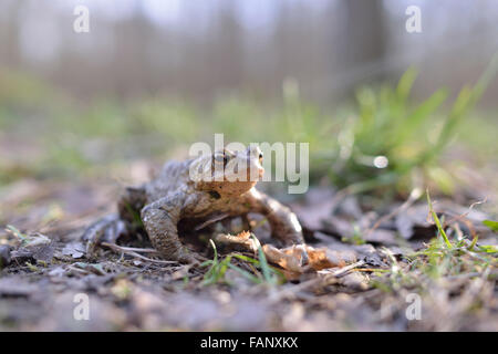 Gemeinsamen Kröte (Bufo Bufo), laichen Saison, Erfurt, Thüringen, Deutschland Stockfoto