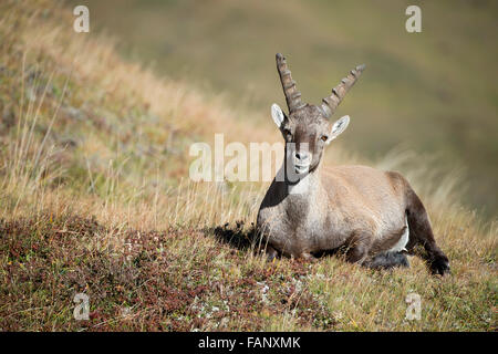 Alpensteinbock (Capra Ibex) männlichen auf der Wiese, Kaiser-Franz-Josefs-Höhe, Nationalpark Hohe Tauern, Kärnten, Österreich Stockfoto