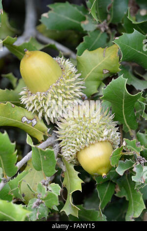 Kermes-Eiche - Quercus Coccifera Nahaufnahme von Eicheln Stockfoto